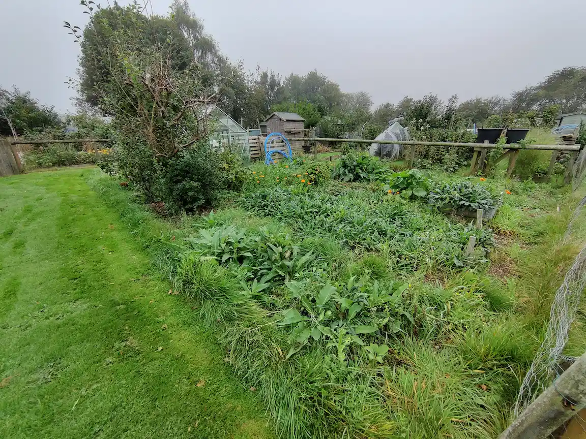 A small patch of land, with a greenhouse next to a tree in the background, with a messy overgrown space of land in the foreground