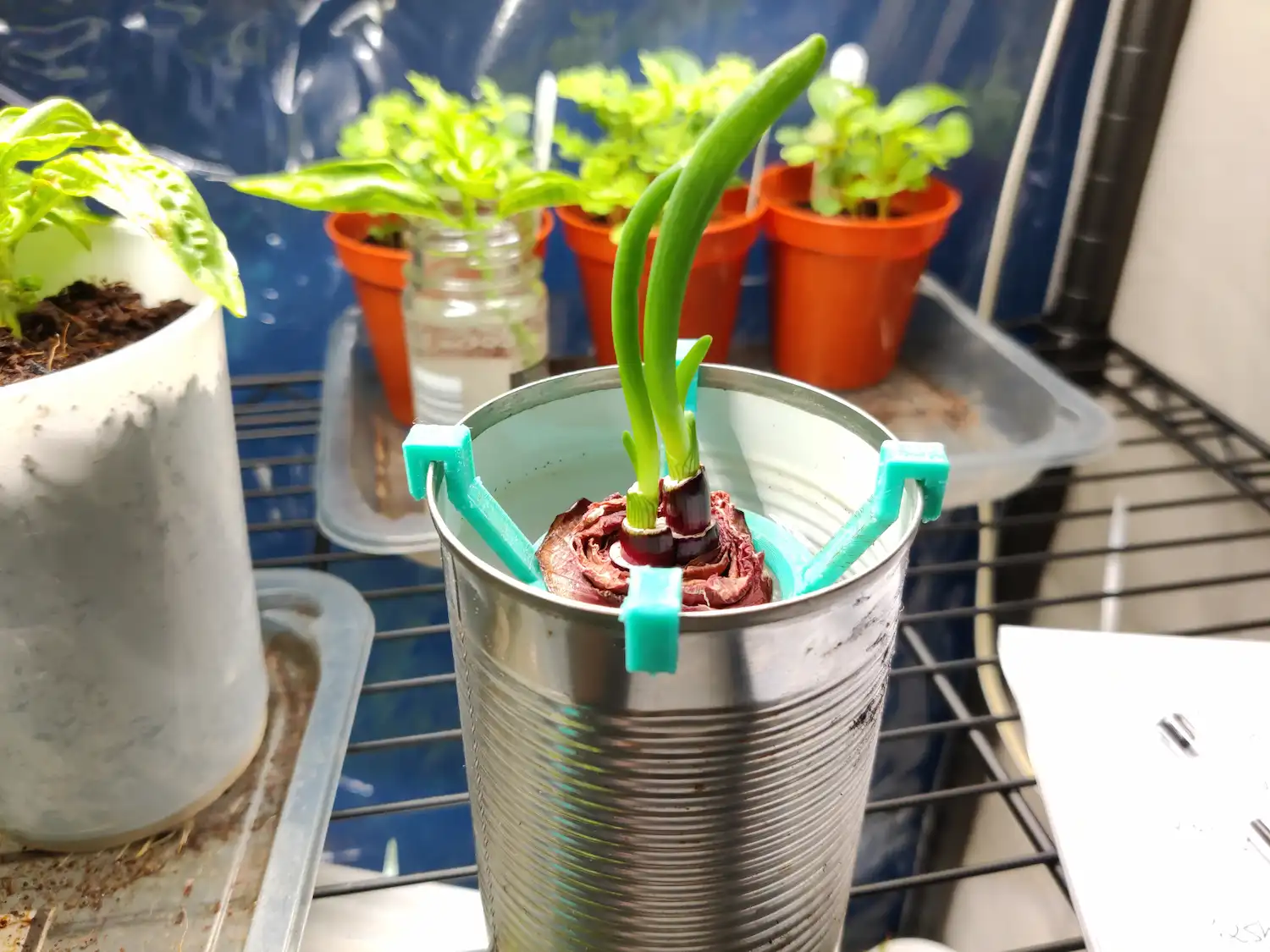 Part of a red onion sprouting in a silver tin can, with the onion held centrally suspended in the can via a green 3d-printed plastic thingy, which hooks to the top of the can