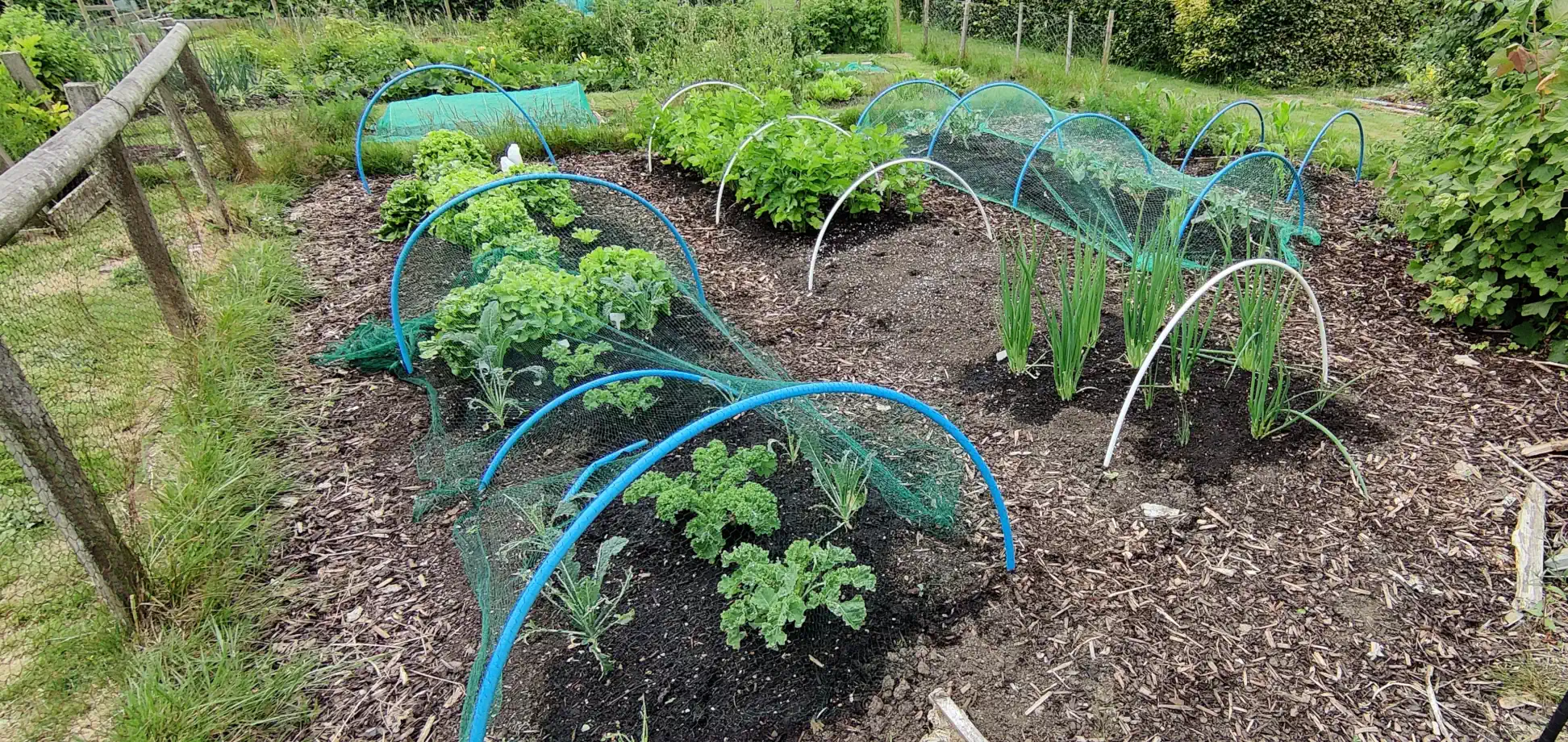 A patch of land with four growing columns, mostly populated with plants, some covered with green netting over hoops