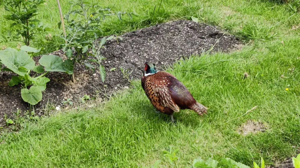 A bold chunky pheasant, of shiny brown body, with green and red head, strutting towards some plants in a growing bed