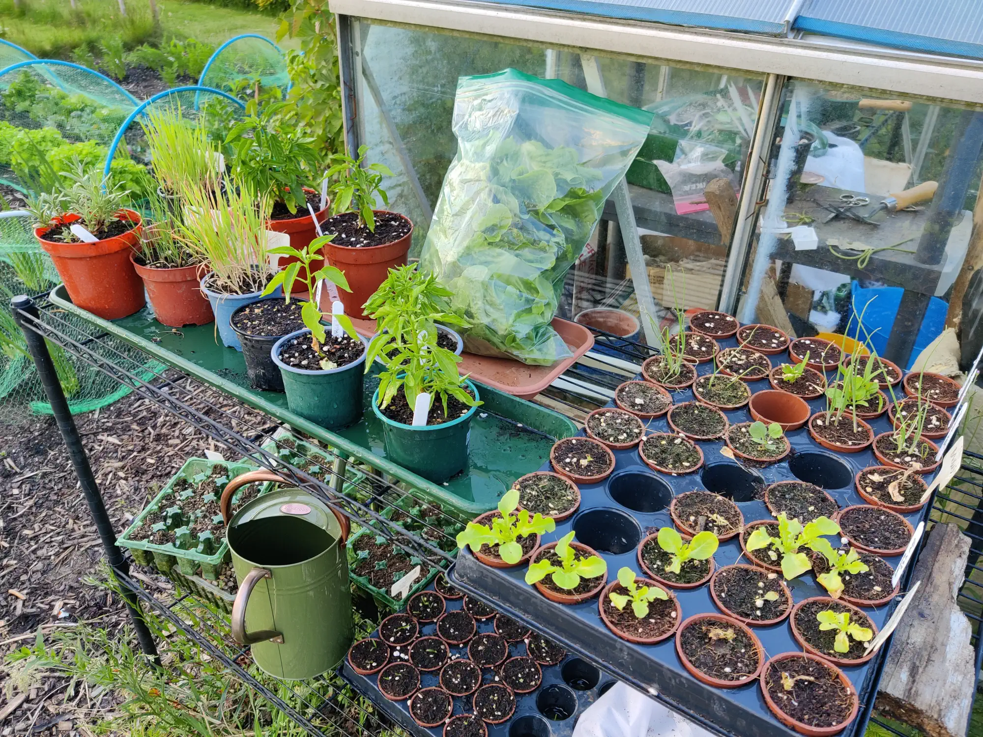 Black wire metal shelves standing outside against a glass greenhouse, with seedlings and potted plants covering the shelve surfaces