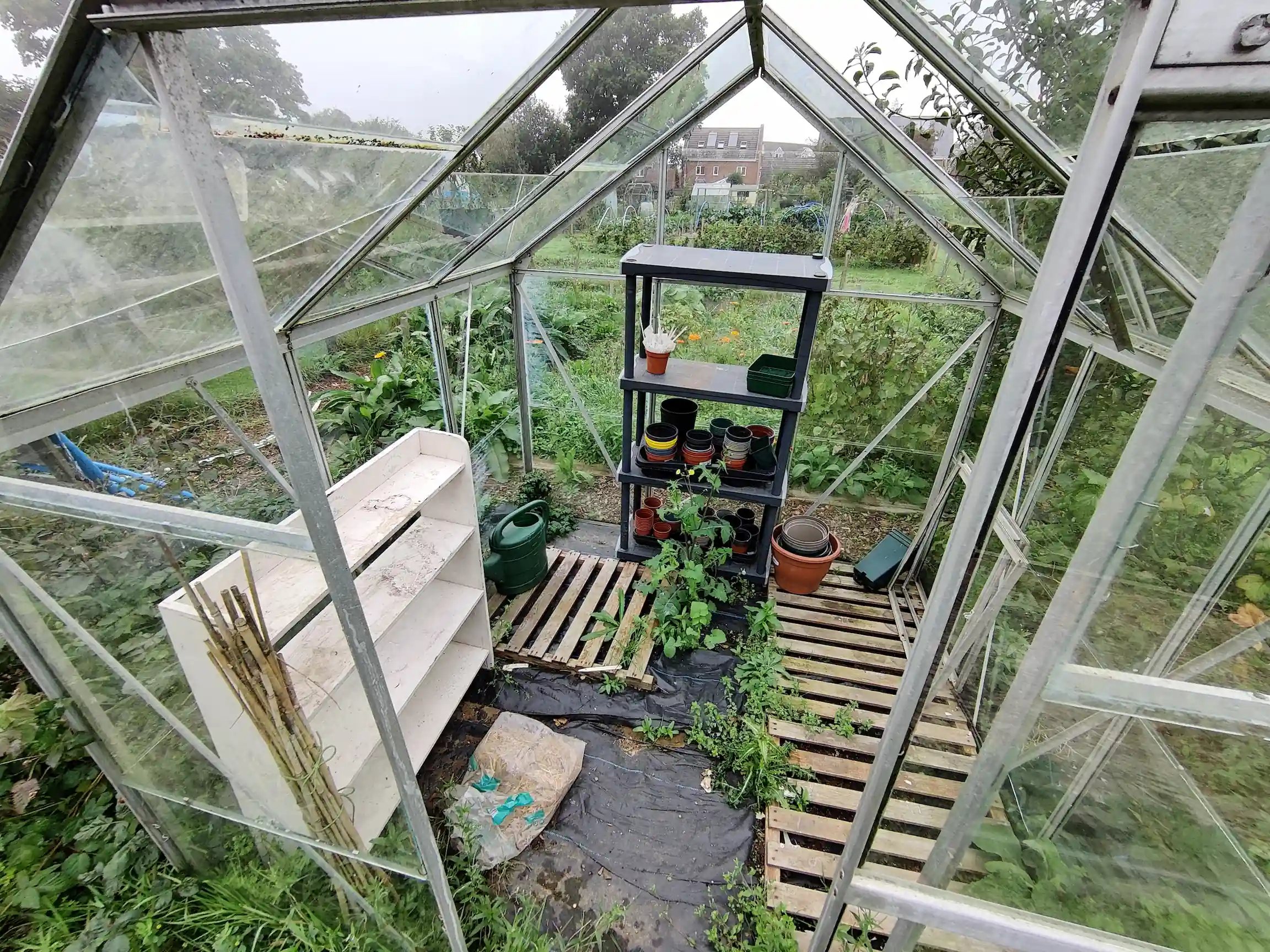 Looking inside a greenhouse, with a few roof glass panes missing, and weeds growing along the floor